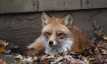 Fox Trapping & Disposal Twickenham and Surrounding Areas